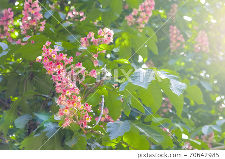 Blooming horse chestnut pink. Flowers on a branch with green foliage in the rays of the spring sun Blooming horse chestnut pink. Flowers on a branch with green foliage in the rays of the spring sun 70642985