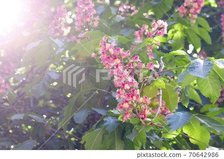 Blooming horse chestnut pink. Flowers on a branch with green foliage Blooming horse chestnut pink. Flowers on a branch with green foliage 70642986