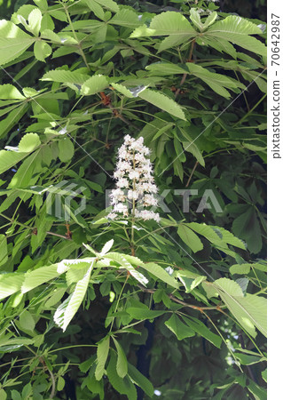 Horse chestnut white flowers on a branch with green foliage on a sunny spring day. The concept of celebration and celebration of nature Horse chestnut white flowers on a branch with green foliage on a sunny spring day. The concept of celebration and celebration of nature 70642987