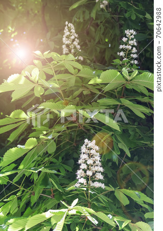 Horse chestnut white flowers on a branch with green foliage on a sunny spring day Horse chestnut white flowers on a branch with green foliage on a sunny spring day 70642988