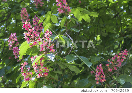 Horse chestnut pink flowers on a branch with green foliage on a sunny spring day Horse chestnut pink flowers on a branch with green foliage on a sunny spring day 70642989