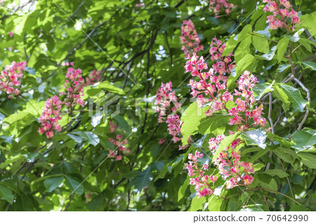 Horse chestnut pink flowers on a branch with green foliage Horse chestnut pink flowers on a branch with green foliage 70642990