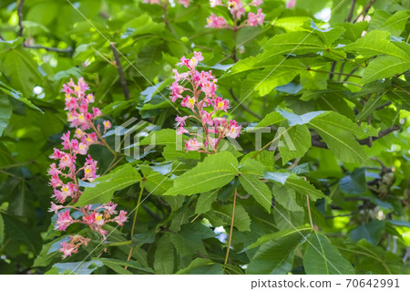 Horse chestnut pink flowers on a branch with green foliage on a sunny spring day. Spring positive mood 70642991