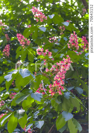 Horse chestnut pink flowers on a branch with green foliage on a sunny spring day. Spring positive mood Horse chestnut pink flowers on a branch with green foliage on a sunny spring day. Spring positive mood 70643152