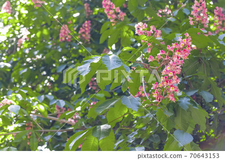 pink flowers on a branch with green foliage on a sunny spring day. Spring mood pink flowers on a branch with green foliage on a sunny spring day. Spring mood 70643153