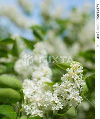 Branch of blossoming purple lilac on a sunny day 70643474
