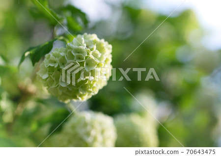 Blooming viburnum buldenezh, white flowers 70643475
