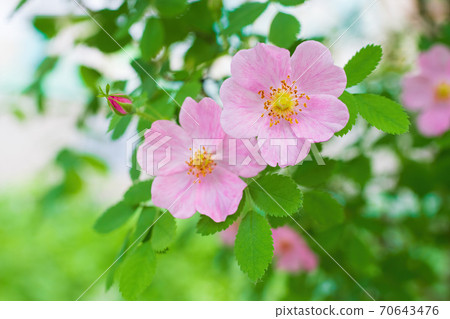 Blooming pink wild rose spring day 70643476