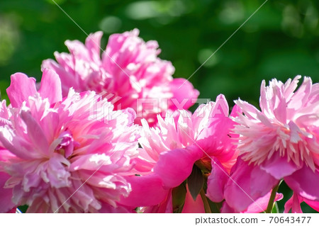 Pink peony flower close up 70643477