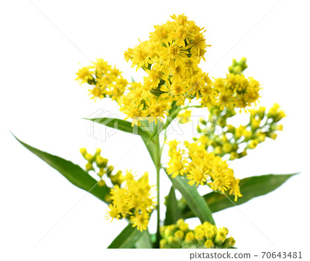 Flowering goldenrod - a medicinal, ornamental and honey plant 70643481