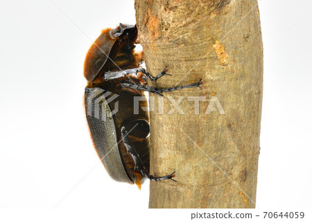 赫拉克勒斯赫拉克勒斯 70644059