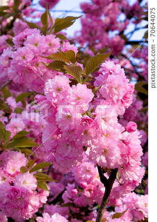 pink cherry blossom on a sunny day. nature beauty in springtime pink cherry blossom on a sunny day. nature beauty in springtime 70644075