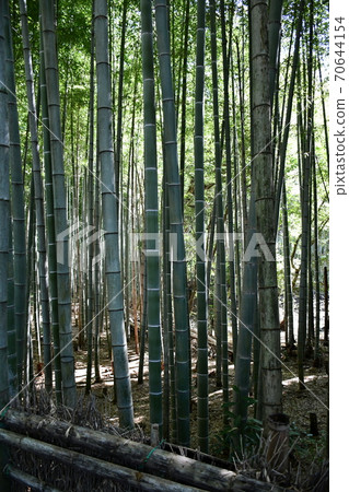 初秋的旭公園紀念碑竹林路 70644154