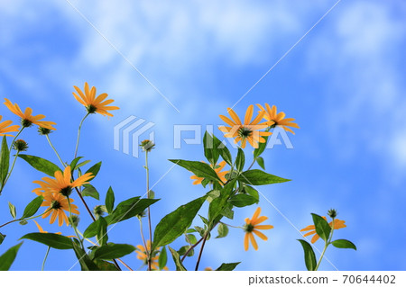 菊芋 照片素材 圖片 圖庫