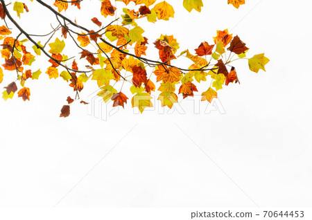Autumn leaves of maple Itaya maple 70644453