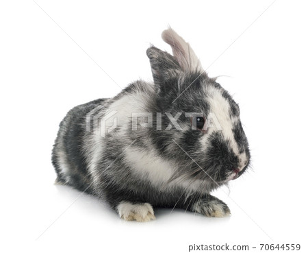 Lionhead rabbit in studio Lionhead rabbit in studio 70644559
