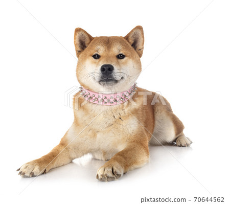 shiba inu in studio shiba inu in studio 70644562