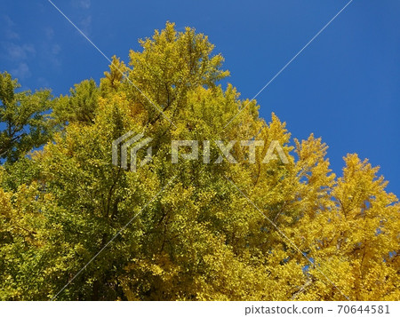 Ginkgo ginkgo ginkgo 70644581