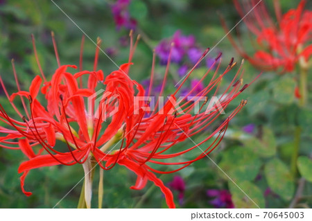 Higanbara flower up 70645003