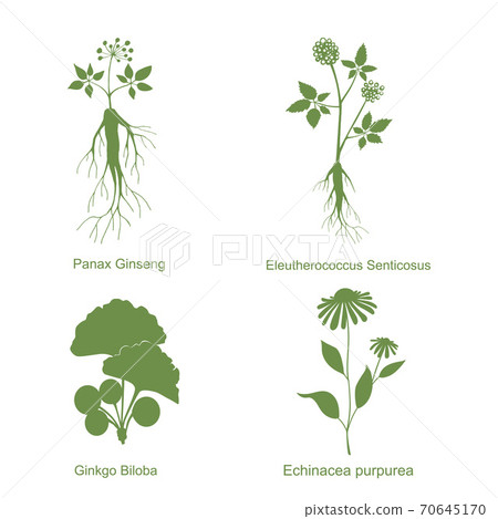 Silhouette of plants, vector illustration isolated white 70645170