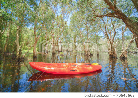Kayak, canoe, boat with trees in Rayong Botanical Garden, Old Paper Bark Forest, tropical forest with lake or river and reflection in national park and in Thailand. Natural landscape background. Kayak, canoe, boat with trees in Rayong Botanical Garden, Old Paper Bark Forest, tropical forest with lake or river and reflection in national park and in Thailand. Natural landscape background. 70645662