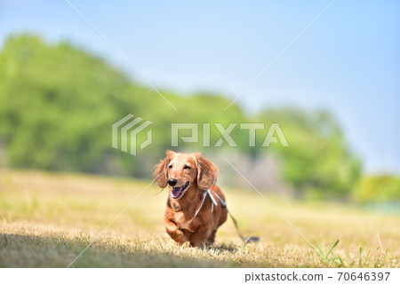 與臘腸犬一起散步 70646397