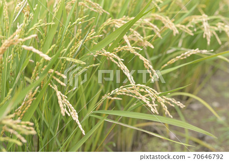 秋天的稻穗（收穫前一天） 70646792
