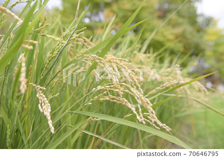 Autumn rice ears (the day before harvest) Autumn rice ears (the day before harvest) 70646795