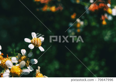 Close-up of a white flower of achillea ptarmica 70647996