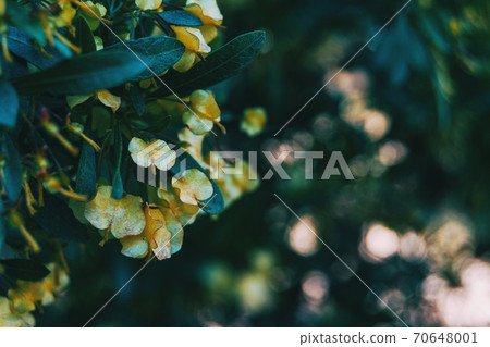 Close-up of some yellow flowers of dodonaea viscosa 70648001