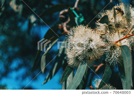 Close-up of a flowering eucalyptus plant 70648003