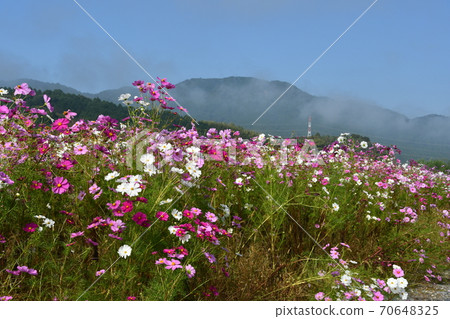 Cosmos flowers in full bloom 70648325