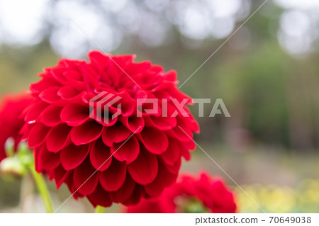 Beautifully blooming dahlia flower crimson ball 70649038