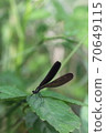 Hagro dragonfly (female) 01 70649115