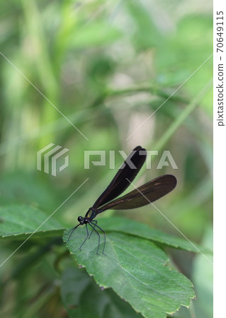 Hagro dragonfly (female) 01 70649115