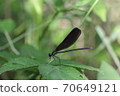 Hagro dragonfly (female) 02 70649121