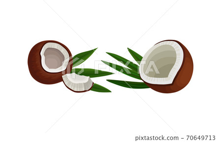 Cracked Coconut with Hard Shell and Fibrous Husk Showing White Inner Flesh Vector Set Cracked Coconut with Hard Shell and Fibrous Husk Showing White Inner Flesh Vector Set 70649713