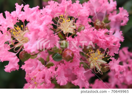 A slideshow 70649965