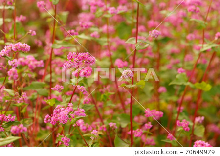 Soba (red flower) Soba (red flower) 70649979