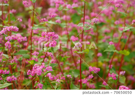 Soba (red flower) 1 Soba (red flower) 1 70650050