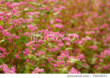 Soba (red flower) 2 70650051