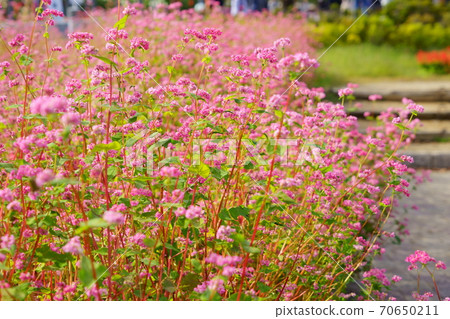 A park where buckwheat (red flowers) bloom A park where buckwheat (red flowers) bloom 70650211