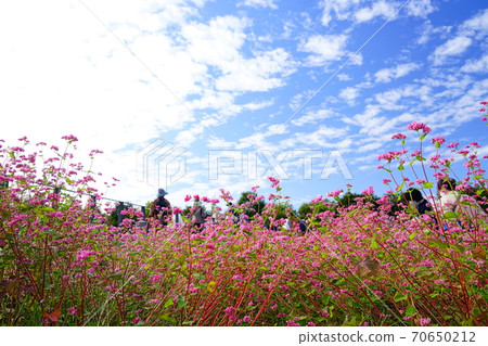 Soba (red flower) and autumn sky 1 70650212