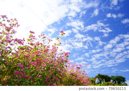Soba (red flower) and autumn sky 2 Soba (red flower) and autumn sky 2 70650213
