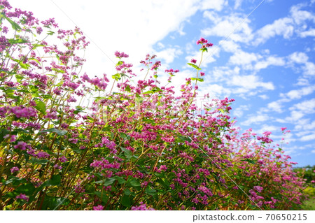 Soba (red flower) and autumn sky 3 Soba (red flower) and autumn sky 3 70650215