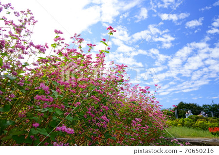 Soba (red flower) and autumn sky 4 Soba (red flower) and autumn sky 4 70650216