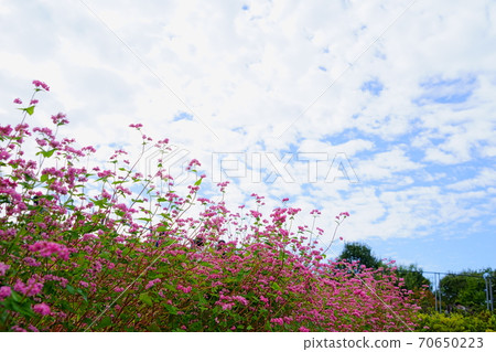Soba (red flower) and autumn sky 5 Soba (red flower) and autumn sky 5 70650223