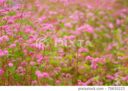 One side of soba (red flower) 8 One side of soba (red flower) 8 70650225