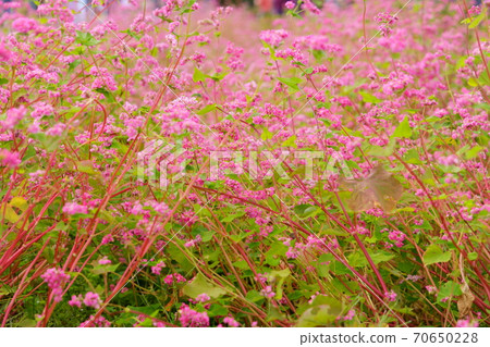 One side of soba (red flower) 11 One side of soba (red flower) 11 70650228