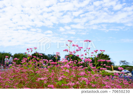Soba (red flower) and autumn sky 7 Soba (red flower) and autumn sky 7 70650230